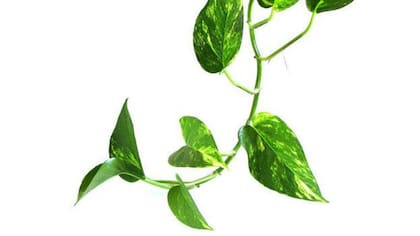 Potus (Epipremnum aureum), una planta popular, fácil de conseguir y de cuidar, con capacidad de eliminar sustancias tóxicas de los ambientes