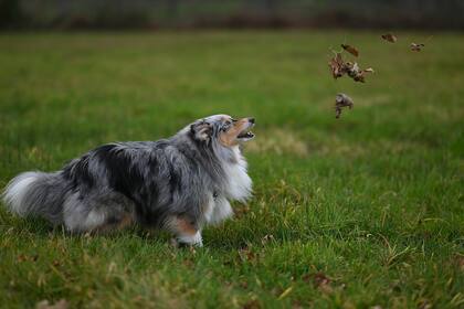 Practicar las órdenes básicas enseñadas en su etapa de cachorro ayuda a la estimulación cognitiva del animal (imagen ilustrativa)