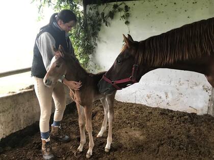 Prada tiene una escuela hípica donde enseñan a andar a caballo