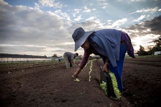 "Nos sacan el trabajo": ¿son ciertos los mitos sobre las comunidades migrantes?