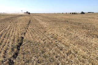 Precios de cebada de Ucrania de nueva cosecha suben a US$205-207 por tonelada métrica, dice sindicato