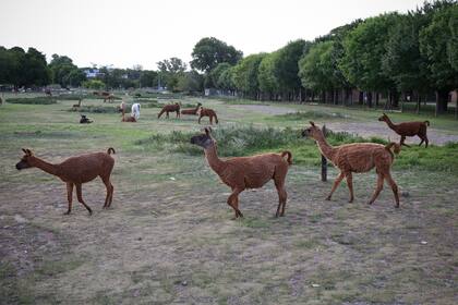 Es común ver a los animales de la facultad de Veterinaria