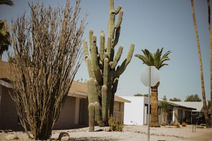 Predominan en áreas donde las viviendas colindan con reservas naturales