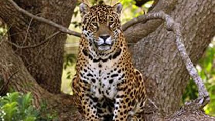 Prefiere las selvas densas y húmedas,