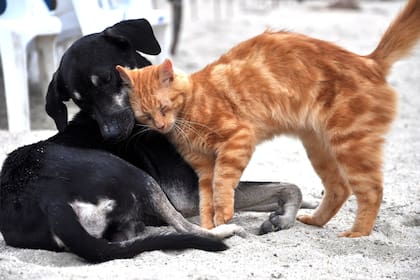 “Preguntar si un perro es más inteligente que un gato es como preguntar si un martillo es mejor herramienta que un destornillador. Depende de para qué haya sido diseñado”, indicó Hare