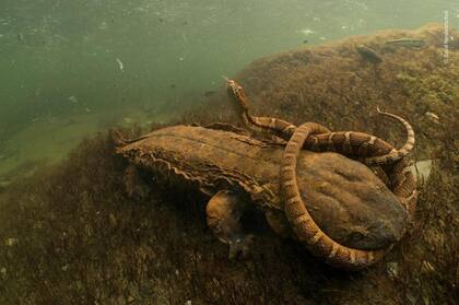 David Herasimtschuk (EEUU) fotografió a una serpiente que es mordida por una salamandra americana gigante en un río de Tennessee, categoría "Anfibios y reptiles" 