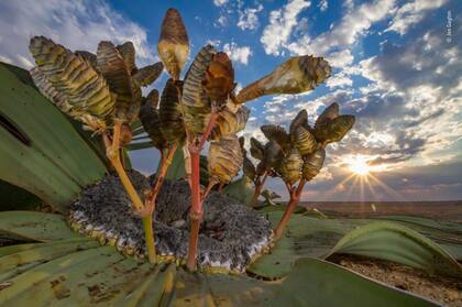 Categoría Plantas y hongos: una planta Welwitschia, que puede vivir hasta mil años, en el desierto de Namibia, el premio fue para Jen Guyton (Alemania-EEUU) 