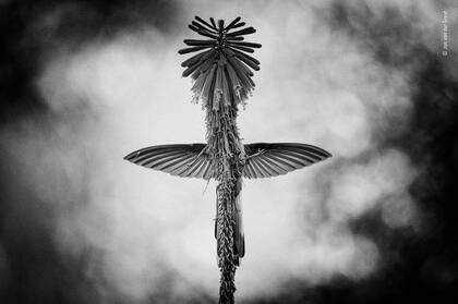 Categoría Blanco y negro, el holandés Jan van der Greef, se llevó el premio al fotografiar las alas de un colibrí que sobresalen detrás de una planta