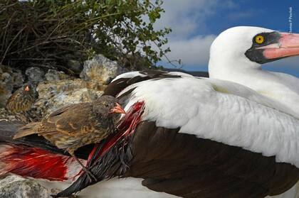 Categoría Comportamiento de aves: Thomas P Peschak (Alemania-Sudáfrica), un pinzón terrestrte bebe sangre de otra ave por la falta de alimento 