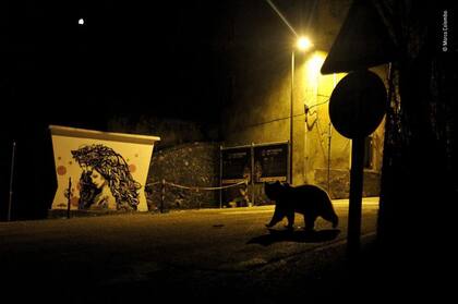 Un oso pardo de los Apeninos cruza una calle en Italia el premio fue para el italiano Marco Colombo, categoría Vida silvestre urbana. 