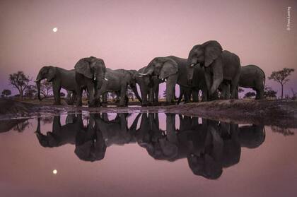 Categoría Premio a la trayectoria: Frans Lanting (Holanda), fotografió una manada de elefantes en busca de agua en la época de sequía en Botswana 