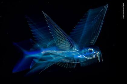 Michael Patrick O’Neill de EEUU, categoría Bajo agua, fotografió un pez volador en movimiento