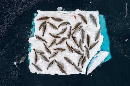 Varias focas descansan en un bloque de hielo, la fotografía tomada por Cristóbal Serrano también fue premiada en la categoría "Animales en su entorno"