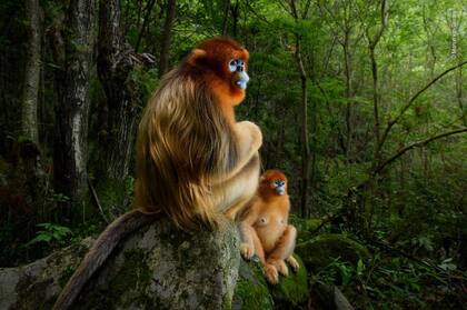 Categoría Retrato de animales, el premio fue para el holandés Marsel van Oosten, dos primates en peligro de extinción