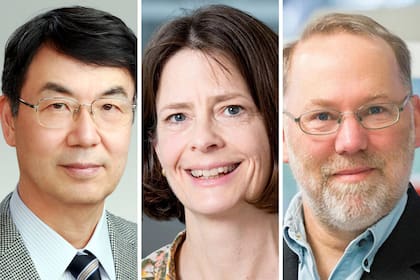 Premio Nobel de Medicina: Brunkow, Ramsdell y Sakaguchi, reconocidos por sus hallazgos sobre la tolerancia inmunitaria