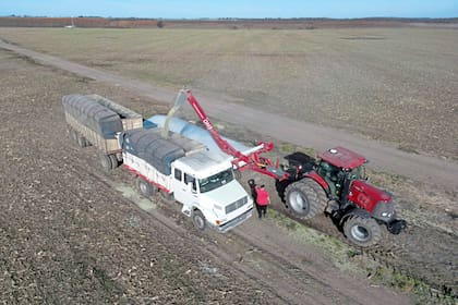 Preocupa entre los productores rurales la adhesión de la Argentina al convenio UPOV 91