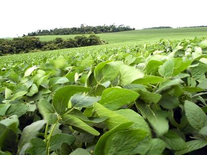 La plaga puede representar un riesgo para los cultivos y plantaciones agrícolas de EE.UU.