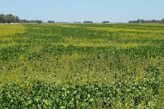 Malezas: en acción contra raigrás y nabolza