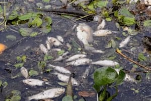 Preocupación en Misiones: aparecieron decenas de peces muertos en la costa de Posadas