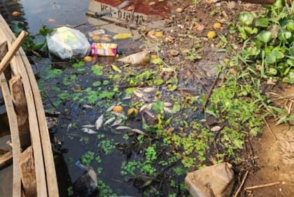 Preocupación en Misiones: aparecieron decenas de peces muertos en la costa de Posadas