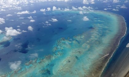 Preocupación medioambiental: miles de corales se blanquearon debido a la ola de calor