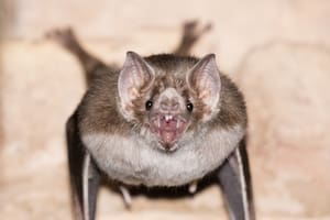 Vecinos en alerta por una invasión de murciélagos