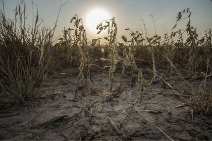 Rattan Lal: "Será necesaria una eco-intensificación, favorecer las micorrizas, crear suelos que supriman enfermedades"