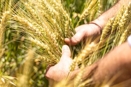 Preocupan los costos para la campaña de granos finos en trigo y cebada
