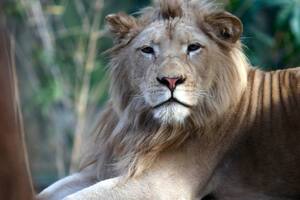 Zoo: preparan el traslado de más animales y mejoran recintos a los que se quedan