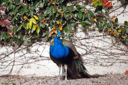 Preparan el traslado de más animales del zoo y mejoran recintos para los que se quedan