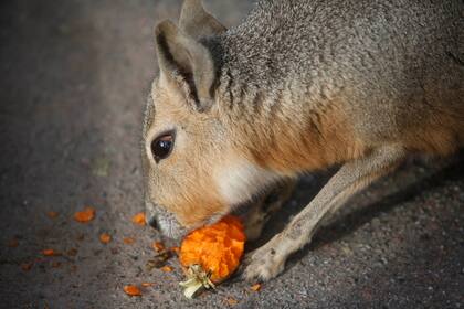 Preparan el traslado de más animales del zoo y mejoran recintos para los que se quedan