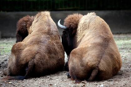 Preparan el traslado de más animales del zoo y mejoran recintos para los que se quedan