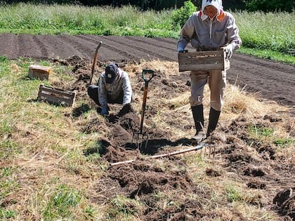 Preparando el terreno para la plantación
