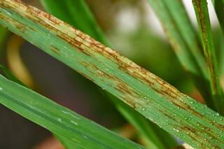 Cebada: se confirmó una multiresistencia de mancha en red