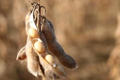 Presenta no solo una inversión menor en cuanto a genotipo y fertilización, sino también sin grandes amenazas fitosanitarias en el horizonte