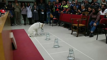 Evita, en plena tarea durante una demostración con el nuevo método de identificación del olor humano