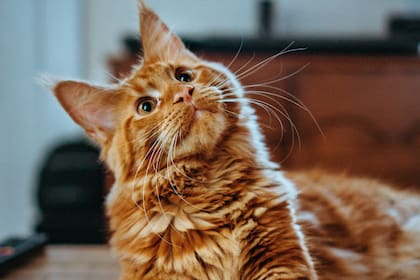 Presta atención a estas señales para mejorar la calidad de vida de tu gato