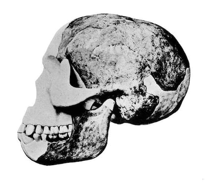 Presunto cráneo del Hombre de Piltdown