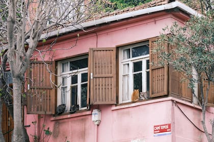 Prevenir accidentes domésticos con redes protectoras es clave, ya que no todos los gatos están igualmente preparados para las caídas