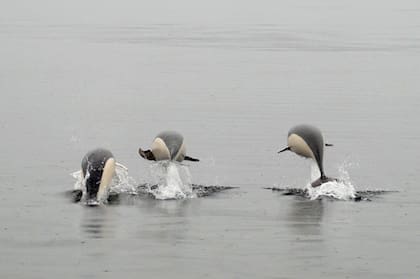 Las imágenes fueron capturadas en marzo de 2018 durante una expedición oceanográfica del Centro IDEAL al Seno Ballena