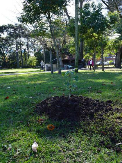 Primer ginkgo plantado el 18 de mayo de 2014 Foto: Semillas de Paz Argentina.
