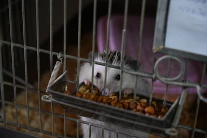 Primer plano de un erizo africano dentro de su jaula, comiendo desde una bandeja colgada en los barrotes