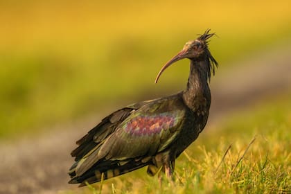 Primer plano de un ibis eremita: el plumaje oscuro, el pico curvado y el penacho característico distinguen a esta ave que desapareció de Europa durante siglos