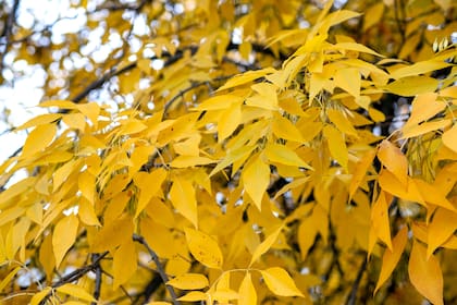 Primer plano del follaje amarillo del fresno americano