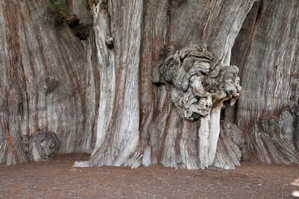 Primer plano del tronco del Árbol del Tule, que solo puede ser abarcado por 30 personas con los brazos extendidos
