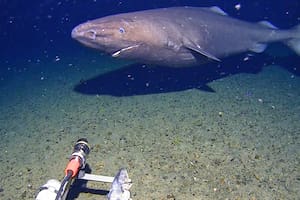 Graban por primera vez a un tiburón en las gélidas profundidades de la Antártida