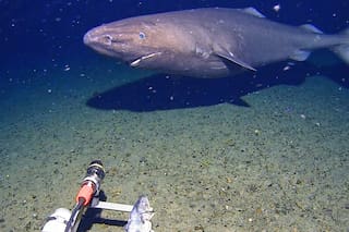 Graban por primera vez a un tiburón en las gélidas profundidades de la Antártida