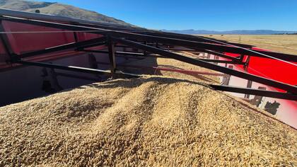Primera cosecha de granos en la estancia