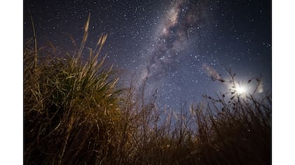 Planta comúnmente llamada cola de zorro, habitante de las zonas semidesérticas del norte de Chile, a la luz de la luna creciente