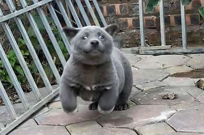 Primero la duda era si era perro o gato, luego de qué raza era Dúi, y finalmente, si era posible comprar un ejemplar similar